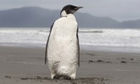 Emperor Penguin in New Zealand