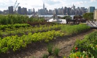 Rooftop Farm in New York City