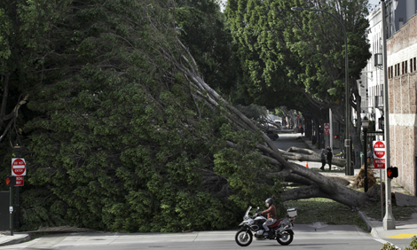 fallen tree in Pasadena