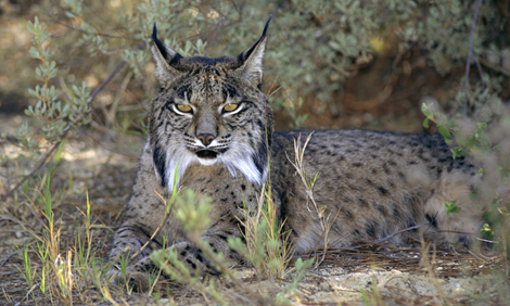 Iberian lynx in the wild
