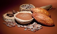 cacao pods and beans
